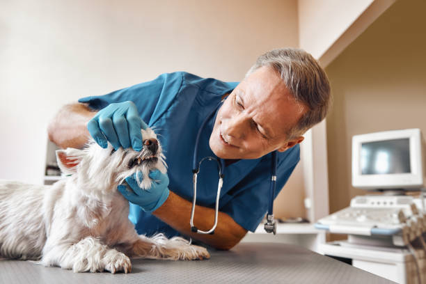  Paramus, NJ Emergency Dentist Pros